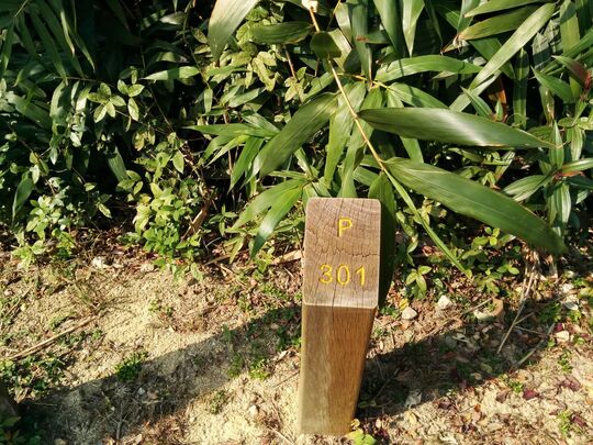 Siu Lam Mountain Bike Trail, Picnic Site 301